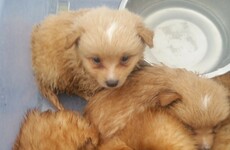 Seven Pomeranian puppies rescued from car boot after gardaí apprehend speeding motorist