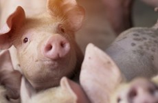 Farmers warned over outbreak of deadly African Swine Fever in Germany
