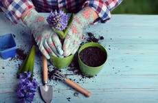 Sitdown Sunday: The therapeutic power of gardening