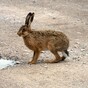 All eyes on the Greens as TD calls for hare coursing to be banned
