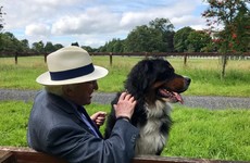 President Higgins' dog Síoda dies following short illness