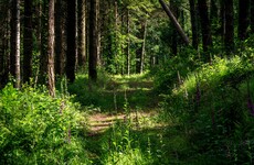 Column: Ireland's forestry industry has hit a blockade - here's a way we can get through it