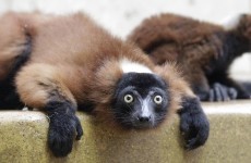 Lemurs are "the world's most threatened mammal"