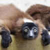 Lemurs are "the world's most threatened mammal"