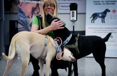 Coronavirus sniffer dogs get to work at Helsinki Airport