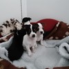 Second batch of puppies recovered at Dublin Port in 24 hours