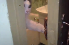 VIDEO: Cat just wants to be left alone, dammit