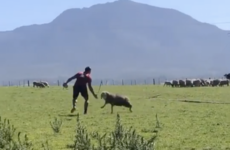 Training with a sheep has jackal specialist CJ Stander in fine fettle