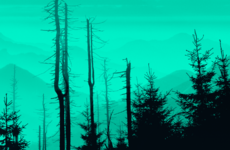 Ireland's tree-planting policies are bad news for biodiversity