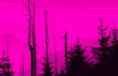 'David vs Goliath': why individuals are challenging Ireland's forestry licences