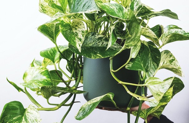 6 Hardy Houseplants For Anyone Whos Terrible At Keeping Plants Alive 