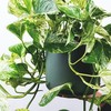 6 hardy houseplants for anyone who's terrible at keeping plants alive