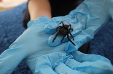 Donegal woman finds Mexican red rump tarantula in bunch of bananas