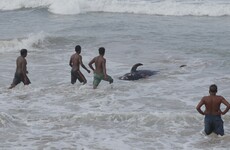 Navy and volunteers rescue 120 whales in Sri Lanka after mass stranding
