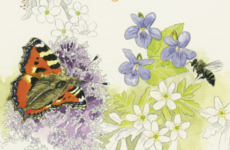 Opinion: Stink bugs, hairy mollies and hedge mustard - local nature in a pandemic