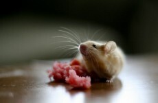 Worried about those wrinkles? Scientists turn back the clock for mice