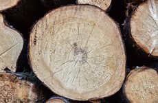 Environmental activist challenges bid to chop down trees in Cavan
