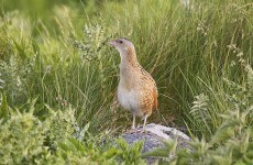 Last corncrake on Shannon probably dead