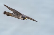 Strain of avian influenza found in wild bird in Limerick