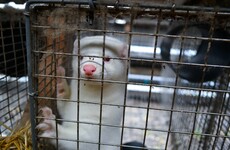 Concern about Denmark's mutated coronavirus strain as testing begins at Irish mink farms