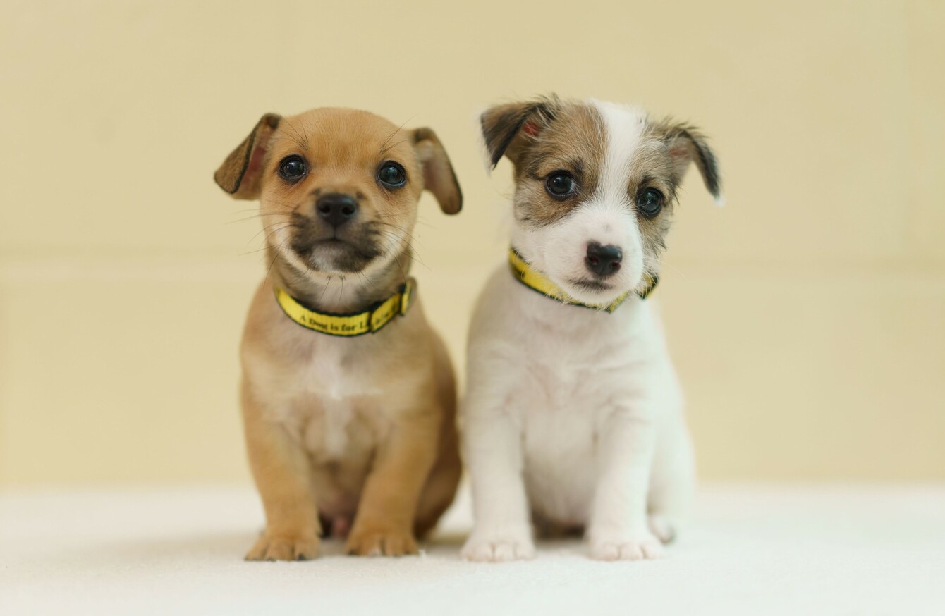 Dogs Trust Ireland warns many people are unwittingly buying dogs bred