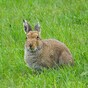 More than 1,200 hares captured for coursing released back into the wild