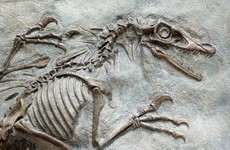 Dinosaurs were not in decline when asteroid hit, study suggests