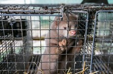 HSE says no positive Covid-19 cases found in testing of mink farm workers and families