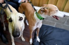 Holly Cairns: The greyhound industry is inherently cruel – so why should the taxpayer fund it?