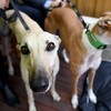Holly Cairns: The greyhound industry is inherently cruel – so why should the taxpayer fund it?