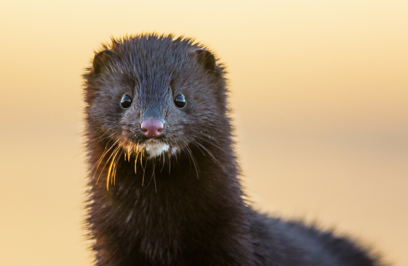 Denmark's culled minks rise from mass grave · TheJournal.ie