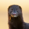Denmark's culled minks rise from mass grave