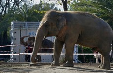 ‘World’s loneliest elephant’ is getting a new home