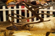 Outrage at Hamleys' live penguin and reindeer show plans