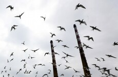 Enhanced measures put in place to keep bird flu out of flocks