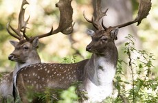 Phoenix Park deer caused 'undue stress' by increase in visitors during pandemic