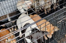 DSPCA urges people to 'adopt not shop' as Covid leads to drop in number of animals surrendered to shelters