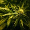 Cannabis worth €2.6million seized in Dublin