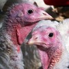 Strain of avian influenza found in free range turkey flock in Co Wicklow