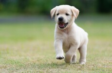 Dog theft crackdown as more severe punishments could be on the way