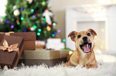 Opinion: Urgent review of laws and microchip system needed to curb rising dog thefts