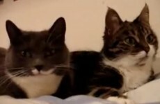 Miaow! Welcome to the world's first internet cat video film festival