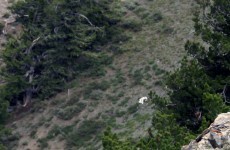 Utah authorities advise ‘Goat Man’ to leave before hunting season
