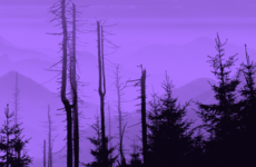 Forestry backlog continues as licences overturned due to biodiversity concerns