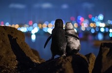 Image of penguins 'hugging' wins photography prize