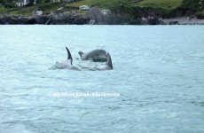 VIDEO: Cute clip of the day - dolphins having a chat