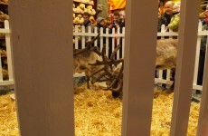 Toy shop cancels live penguin and reindeer shows
