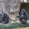 Several gorillas test positive for Covid-19 at San Diego Zoo