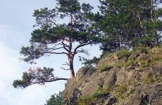 Russian police find 250 foetuses dumped in mountain woods