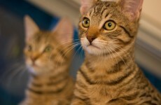 Dublin animal shelter 'completely full up of dogs, cats and bunnies'